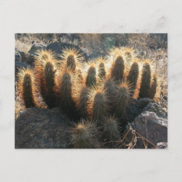 Igel-Kakteen im Wüstenraum Postkarte