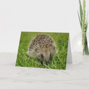 Igel-Karte Karte