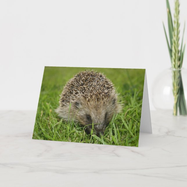 Igel-Karte Karte (Vorderseite)