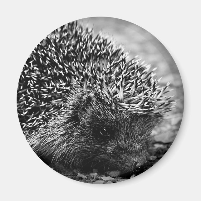 Igel Magnet (Vorne)