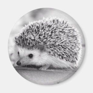 Igel Magnet