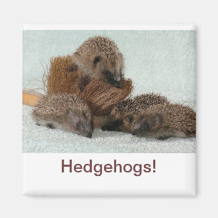 Igel Magnet