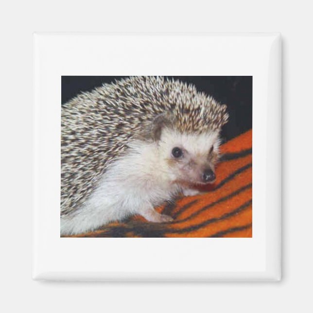 Igel Magnet (Vorne)