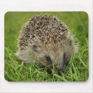Igel Mousepad