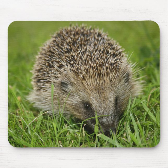 Igel Mousepad (Vorne)