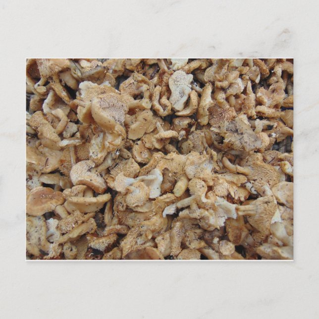Igel Mushrooms Postkarte (Vorderseite)