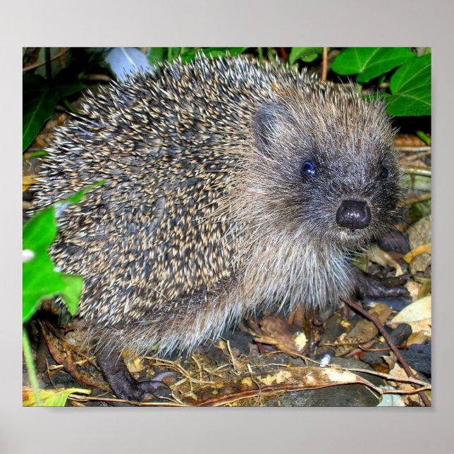 Igel-Poster Poster (Vorne)