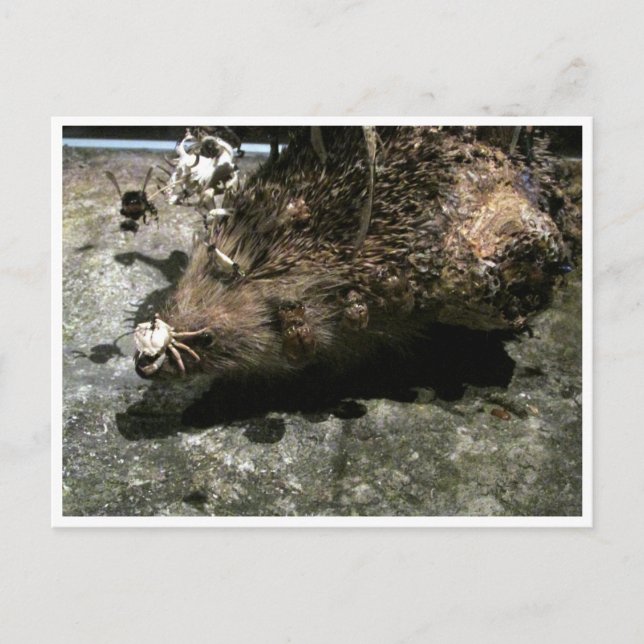 Igel Postkarte (Vorderseite)