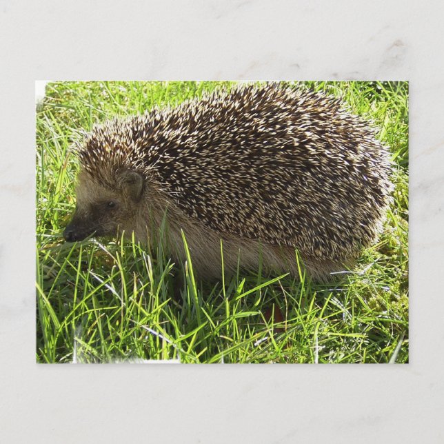 Igel Postkarte (Vorderseite)