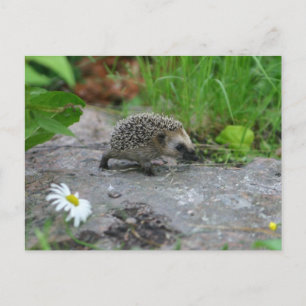 Igel Postkarte