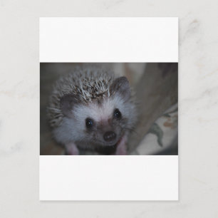 Igel Postkarte