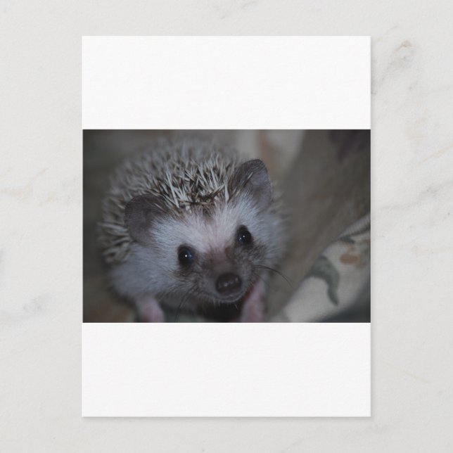 Igel Postkarte (Vorderseite)