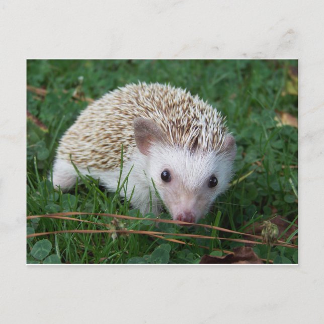 Igel Postkarte (Vorderseite)