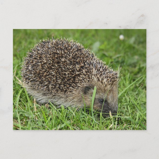 Igel Postkarte (Vorderseite)