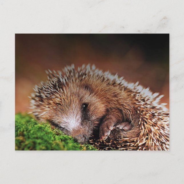 Igel Postkarte (Vorderseite)