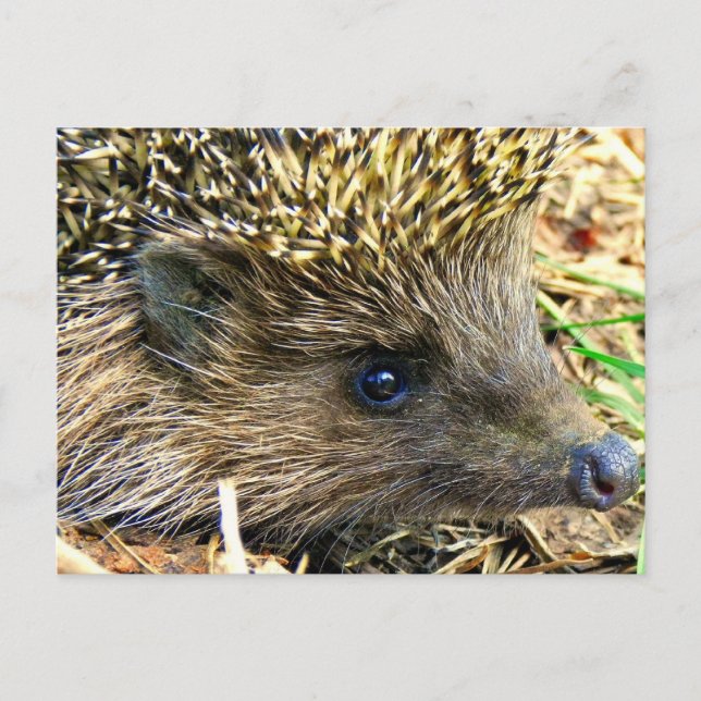 Igel Postkarte (Vorderseite)