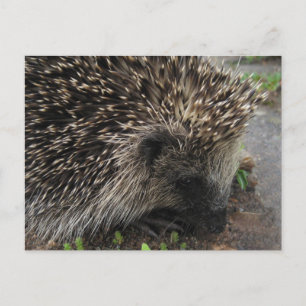 Igel Postkarte