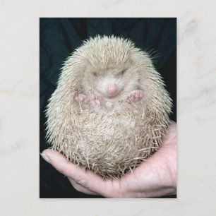 Igel Postkarte