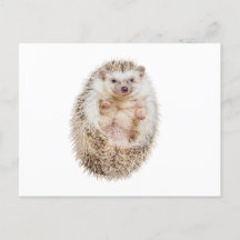 Igel