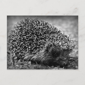 Igel Postkarte