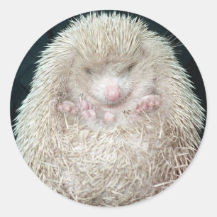 Igel Runder Aufkleber