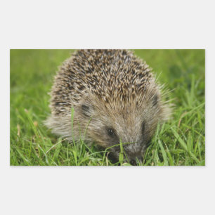 Igel Stickers