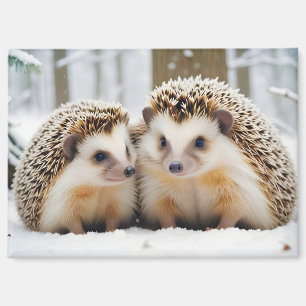 Igel Tier Natur Zuneigung Kümmern Magnet