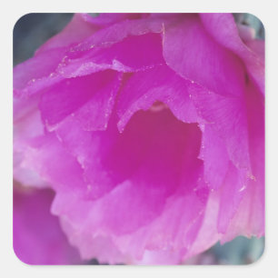 Igelkaktusblüte (Echinocereus Quadratischer Aufkleber