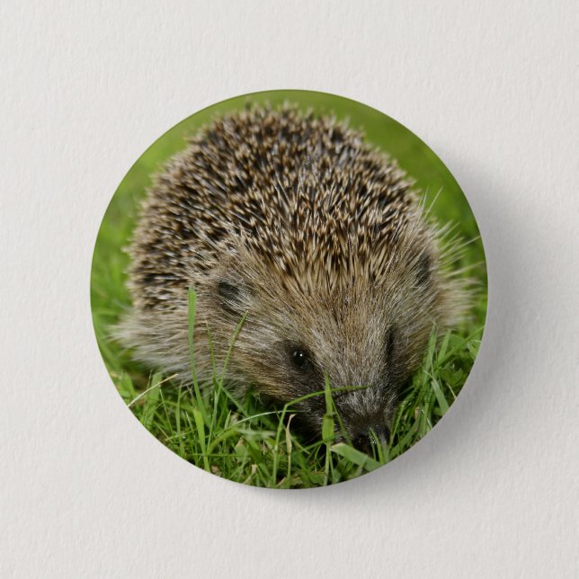 Igels-Knopf-Abzeichen Button (Vorderseite)