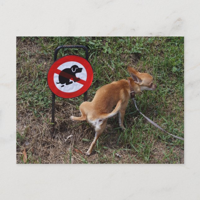 Ignoranz ist Bliss Postkarte (Vorderseite)