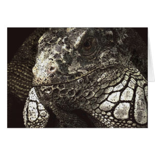 Iguana
