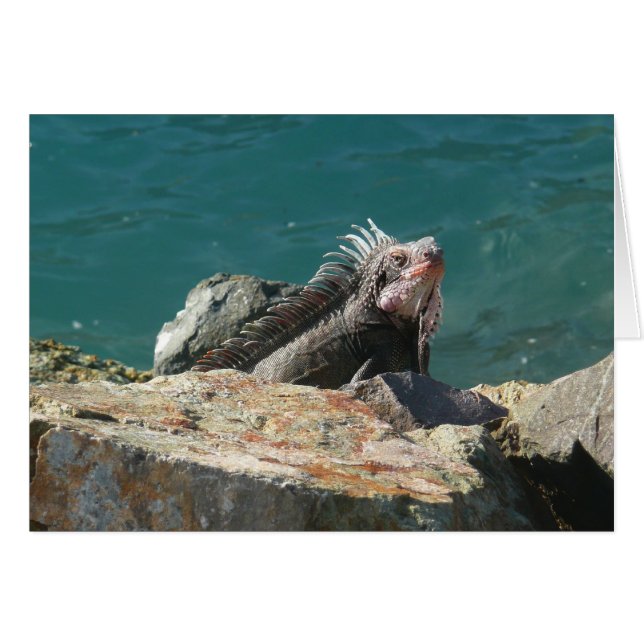 Iguana à St Thomas (Devant horizontal)