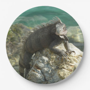 Iguana auf den Felsen bei St. Thomas Pappteller