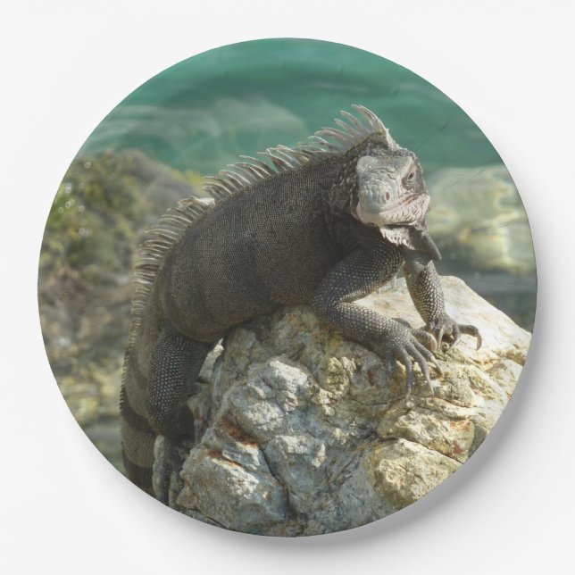 Iguana auf den Felsen bei St. Thomas Pappteller (Vorderseite)