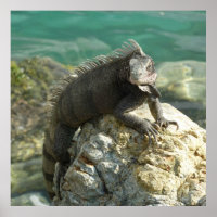 Iguana auf den Felsen bei St. Thomas