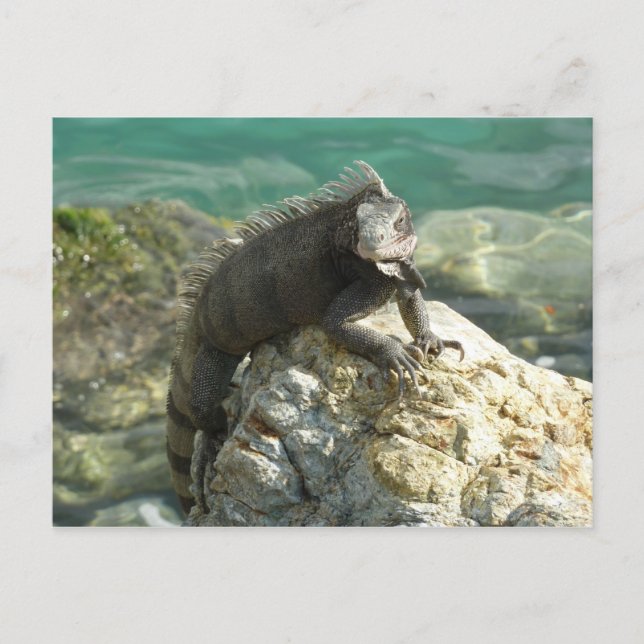 Iguana auf den Felsen bei St. Thomas Postkarte (Vorderseite)