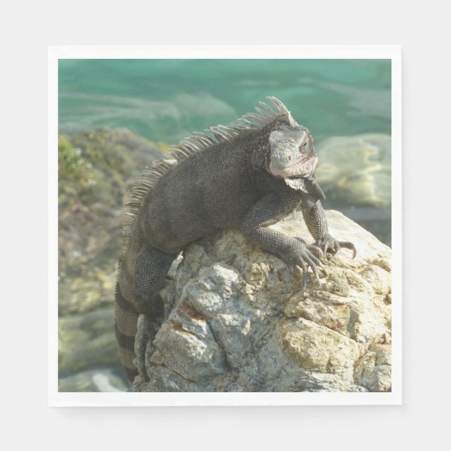 Iguana auf den Felsen bei St. Thomas Serviette (Vorderseite)