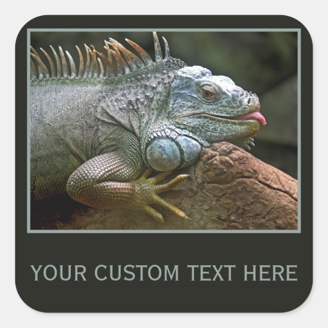 Iguana-Aufkleber Quadratischer Aufkleber (Vorderseite)