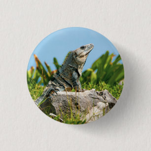 Iguana Button