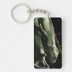 Iguana délicatissima