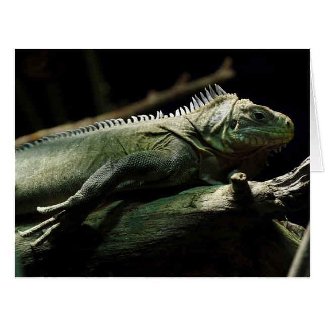 Iguana delicatissima (Vorderseite (Horizontal))