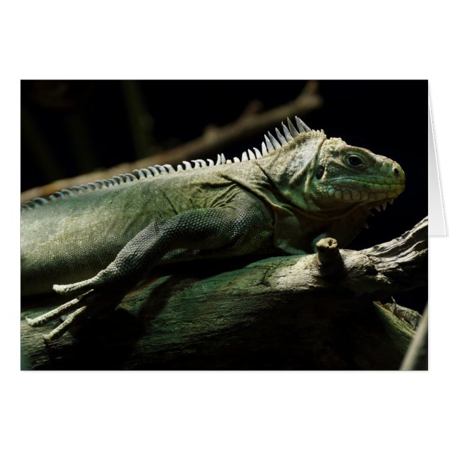 Iguana délicatissima (Devant horizontal)