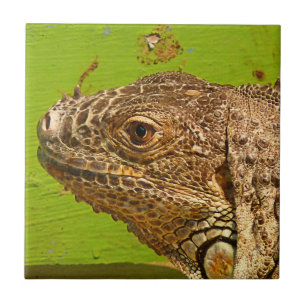 IGUANA FLIESE