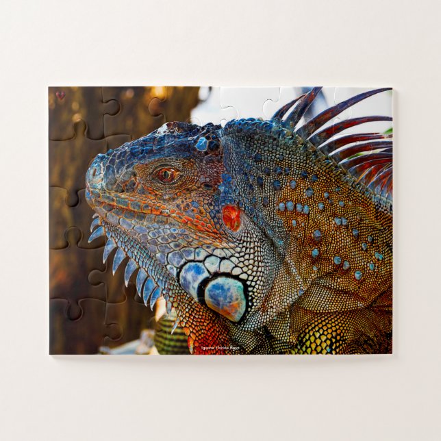 Iguana Florida Keys (Horizontal)