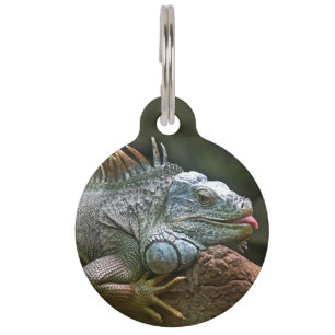Iguana-Haustier Haustiermarke
