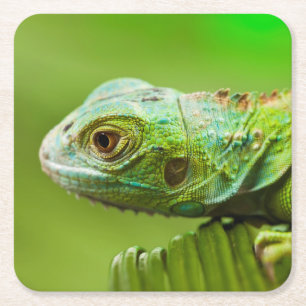 Iguana in der Wildnis Rechteckiger Pappuntersetzer