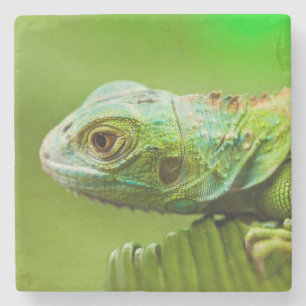 Iguana in der Wildnis Steinuntersetzer