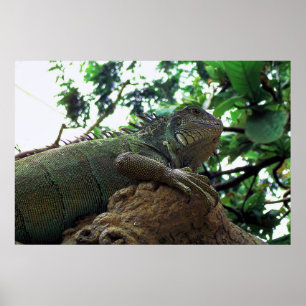 Iguana in einem Baum Poster