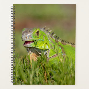 Iguana in Florida 2024 Planer