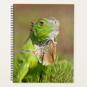 Iguana in Florida 2024 Planer